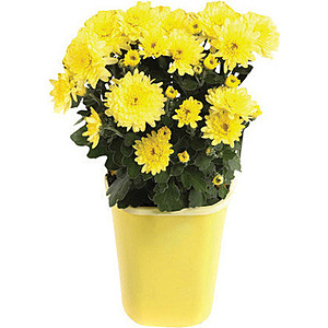 Begins 8/27,Home Depot Labor Day savings,$.98 #5 mums,#10 hanging baskets,$8.88,2 cu ft mulch,3 for $10