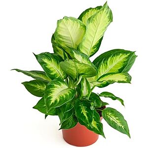 20.62 | Shop Succulents Dieffenbachia Camille,Live Indoor Plant,6 Inch Nursery Pot at Amazon