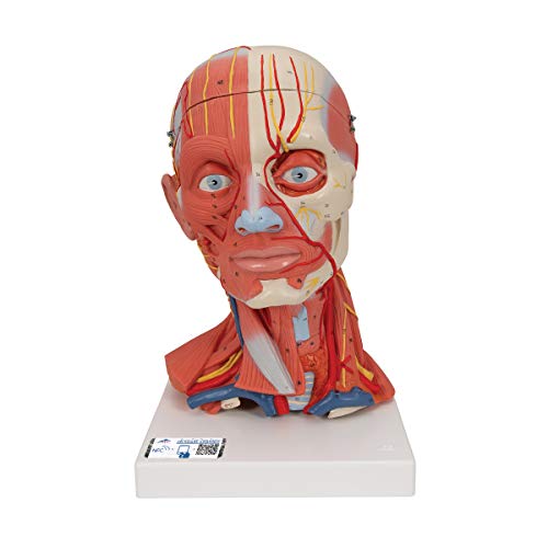 3B Scientific C05 Head and Nec...Size 5-Part - 3B Smart Anatomy