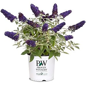 14.99* | 2-Gallon Proven Winners Pugster Buddleia True-Blue Flowers (Pugster Blue) at Amazon