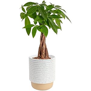 AC] $24.89 | Costa Farms Money Tree in Ceramic Planter Pot (12-16 Inches Tall) at Amazon