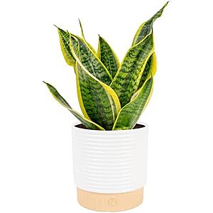 Costa Farms Mother-in-Law's Tongue Snake Plant (Medium,12-20" Tall) $16.80 & More