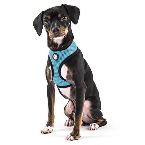 Furhaven Pet Dog Collar - Adju...s and Cats,Lagoon Blue,Small